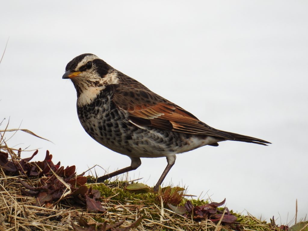 野鳥と付き合うマナー 自然保護 日本野鳥の会新潟県