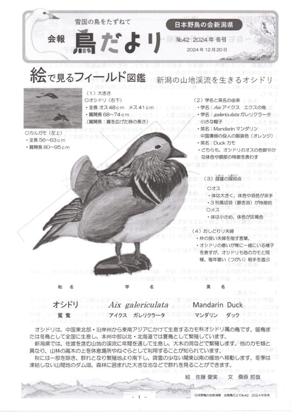 探鳥会等の情報誌『鳥だより』 | 会報・鳥だより | 日本野鳥の会新潟県