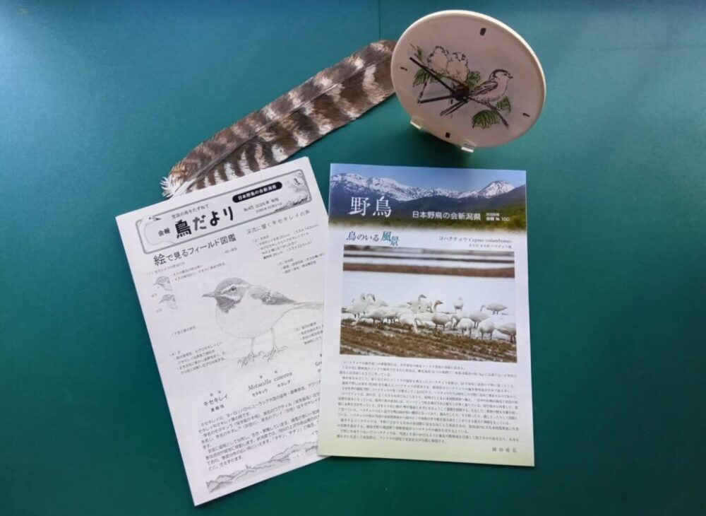 会報「野鳥100号」・「鳥だより№45 2025年秋号」を発行しました | 日本